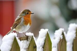 ai generiert europäisch Robin sich niederlassen auf ein Garten Zaun im Winter. foto