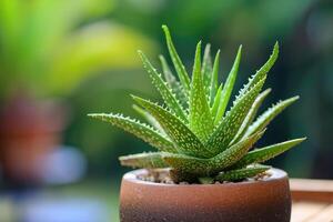 ai generiert Aloe vera Pflanze im ein Topf. foto
