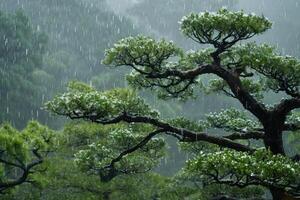 ai generiert japanisch Garten Kiefer Bäume im Frühling Regen. foto