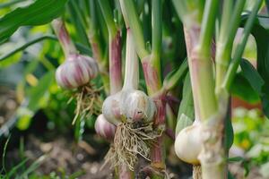 ai generiert Knoblauch im das Gemüse Garten. das Konzept von Frühling oder Herbst Gartenarbeit. foto