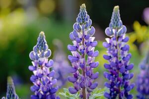 ai generiert schließen oben von lila Lupine Blumen im blühen foto