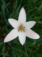 ein Weiß Blume mit ein Gelb Center im das Mitte von Grün Gras foto