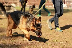 Ausbildung Klasse zum ein k9 Deutsche Schäfer Detektiv Hund. Duft Ausbildung und suchen zum ein Spur foto