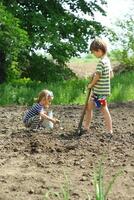 Kinder Portion zu Pflanze Kartoffeln im das Küche Garten foto