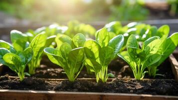 ai generiert jung Spinat Pflanzen Anzeigen gesund Wachstum im ein angehoben Garten Bett foto