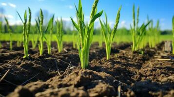 ai generiert Feld von groß, schlank Spargel schießt foto