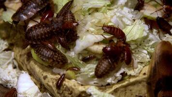 ein Gruppe von Kakerlaken von anders Spezies groß und klein Essen Lebensmittel. inländisch Kakerlake isst Kohl und Brot im das Küche. Familie von Insekten. schädlich Insekt. rot Kakerlake einstellen foto