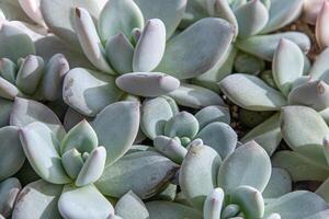 Blumen Name Echeveria Gelee Schnee Engel. das saftig Pflanze ist ein Art von Kaktus. Grün Natur Laub Hintergrund. foto