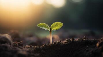 ai generiert winzig sprießen Sämling von ein Baum im Sonnenlicht. Symbol von Ökologie, Natur und das Anfang von Leben und Wachstum Konzept foto