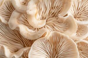 ai generiert schließen oben von Kiemen von Auster Pilz, Pleurotus Ostreatus. foto