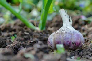 ai generiert Knoblauch im das Gemüse Garten. das Konzept von Frühling oder Herbst Gartenarbeit. foto