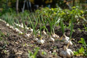 ai generiert Knoblauch im das Gemüse Garten. das Konzept von Frühling oder Herbst Gartenarbeit. foto