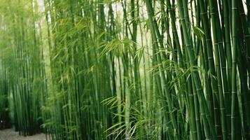 ai generiert elegant Bambus Stiele Stehen hoch foto