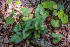 wild Ingwer im das Wald Nahansicht foto