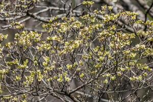 Hartriegel Baum beginnend zu Blume foto