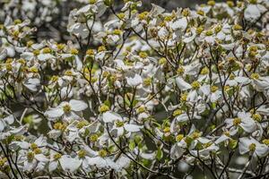 Hartriegel Baum Blüten Nahansicht foto