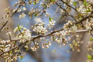 wild Kirsche Baum Blüten Nahansicht foto