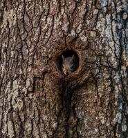 Eichhörnchen im ein Baum Loch foto