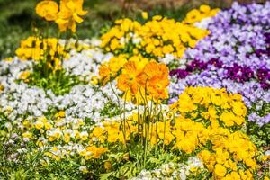 Orange Mohnblumen und Stiefmütterchen im ein Garten foto