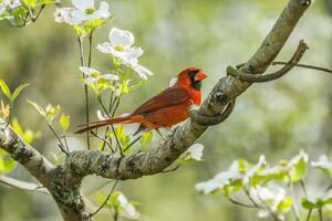Kardinal im ein blühen Hartriegel Baum foto