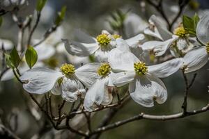 Hartriegel Baum Blumen Nahansicht foto