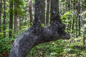 abnormal Baum Wachstum foto