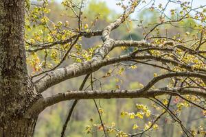 Baum Geäst erreichen aus foto