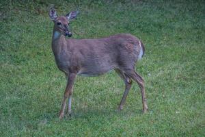 schwanger weiblich Weißwedel Hirsch foto