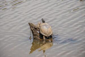 groß Schildkröte ruhen auf ein Log foto