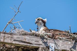 Fischadler im ein Nest Nahansicht foto