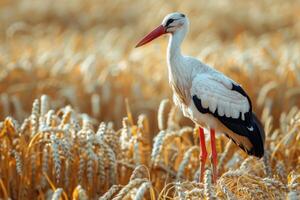 ai generiert Storch auf das Weizen Feld. Ciconia Ciconia. foto