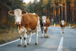 ai generiert Kühe Stehen auf das Straße in der Nähe von Wald beim früh Morgen oder Abend Zeit. Straße Gefahren, Tierwelt und Transport. foto