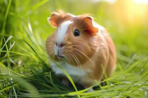 ai generiert schön Guinea Schwein Haustier Porträt im frisch Grün Gras. foto