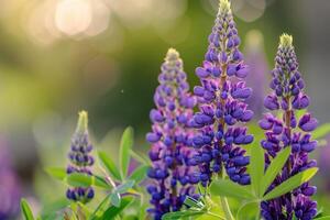 ai generiert schließen oben von lila Lupine Blumen im blühen foto