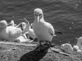 insel helgoland in deutschland foto