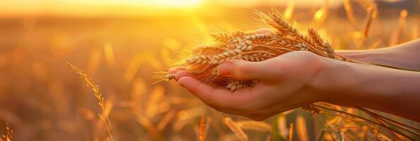 ai generiert Hände Wiegen ein Garbe von golden Weizen beim Sonnenuntergang foto