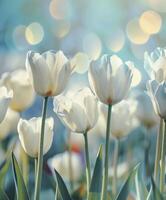 ai generiert Weiß Tulpen einstellen gegen ein Sanft Bokeh Hintergrund, Erstellen ein schön und heiter Frühling Ambiente. foto