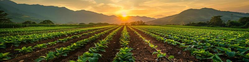 ai generiert ein Feld von Grün Pflanzen ist beleuchtet durch das Rahmen Sonne im ein beschwingt Bauernhof Szene. Reihen von Pflanzen strecken in das Entfernung unter das bunt Himmel foto