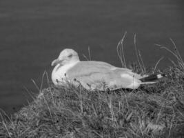 die insel helgoland foto