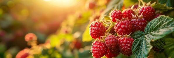 ai generiert ein Foto Erfassen reif Himbeeren wachsend auf ein Busch mit das Sonne leuchtenden im das Hintergrund. das rot Beeren Stand aus gegen das Grün Blätter, aalen im das Sonnenlicht