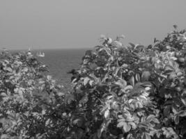 die insel helgoland foto