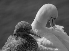 insel helgoland in deutschland foto