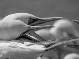 insel helgoland in deutschland foto