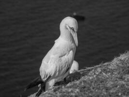 insel helgoland in deutschland foto