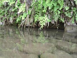 Geäst von Pflanzen im sauber Wasser - - Lager Foto