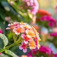 ai generiert schließen oben von Rosa und Orange Blumen im Frühling Zeit foto