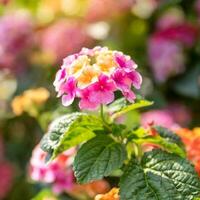ai generiert schön Rosa Blume Blühen im Frühling Zeit foto