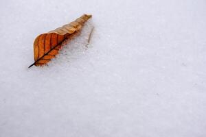 Single zusammengerollt Blatt unter frisch Weiß Schnee im das Wald Detail foto