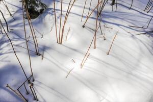 Pflanzen und Schatten im das Sonne und Schnee foto