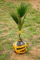 Palme Sämling, zum Pflanzen im Frühling im bestellen zu nehmen Pflege von das Umgebung foto